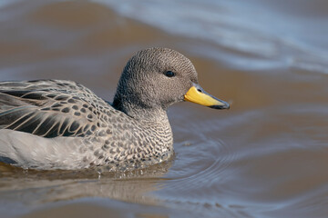 The yellow-billed teal (Anas flavirostris)