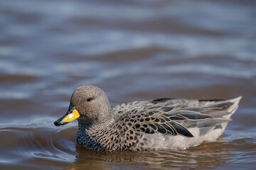 The yellow-billed teal (Anas flavirostris)