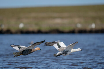 The Upland goose or Magellan goose (Chloephaga picta)
