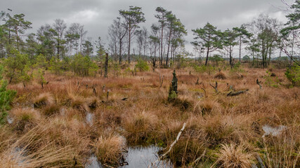 Pietmoor in der Lüneburger Heide Moor 