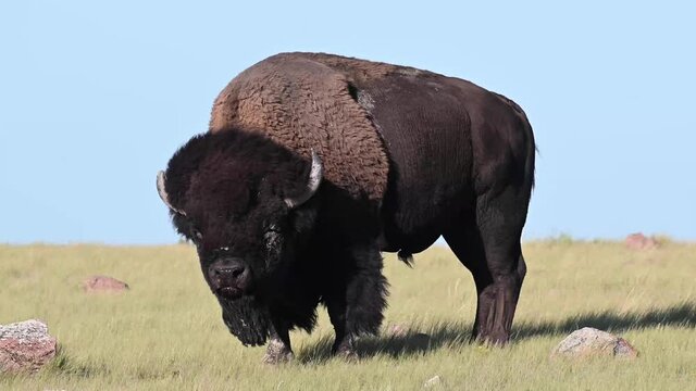 Bison in the Canadian wilderness