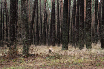The dog obeys the command and runs to the owner in the forest