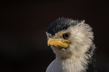 Close-up view of a little pied cormorant on a dark background. Portrait  of a bird in the early evening. (Phalacrocorax melanoleucos or Microcarbo melanoleucos)