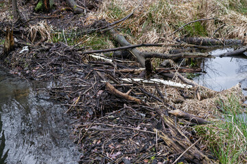 The dam was built by beavers on a small pond of branches