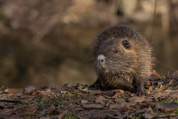 Portrait of small young coypu with profile. Also known as nutria or Myocastor coypus.