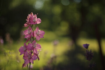 A photo of blooming pink aquilegia flowers in a garden
