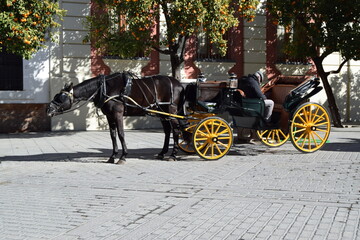 Fototapeta premium traditional horse carriage in seville city