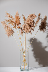 Beige dry reeds in glass transparent vase on white table with shadow on light gray wall. Trendy...