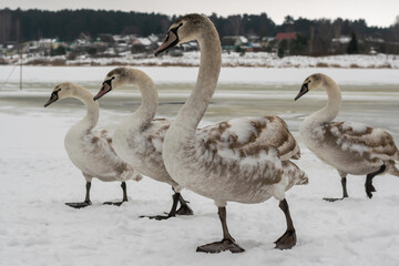 A group of young swans are walking along the snowy shore of a winter lake.