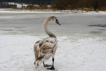 A lonely young mute swan stands on the snowy shore of a frozen winter lake.