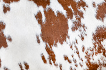 Texture of a brown spotted cow coat. White and red hair cow skin - real genuine natural fur, copy...