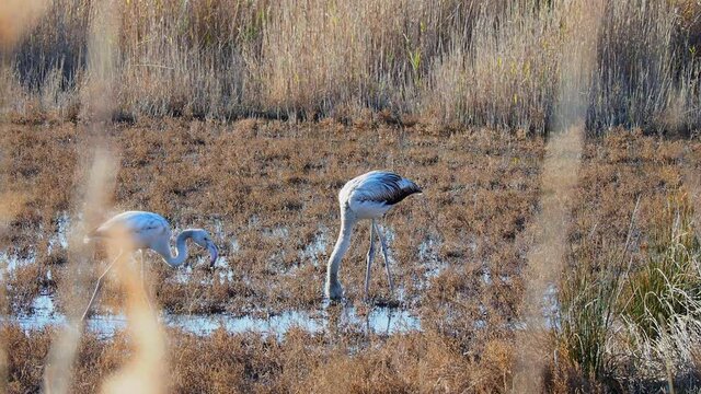 Pink Flamingo in the shallows of lagoon in the South of France bear Montpellier
