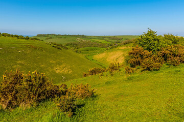 Fototapeta premium A view through gorse bushes towards the longest dry valley in the UK on the South Downs near Brighton in springtime