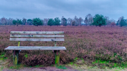 die Lüneburger Heide in Niedersachsen im Winter