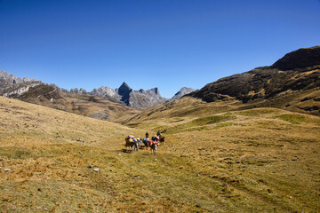 Fototapeta na wymiar Muleteers along Cordillera Huayhuash circuit, Ancash, Peru