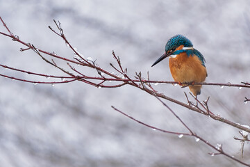 Eisvogel 