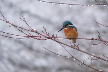 Eisvogel 