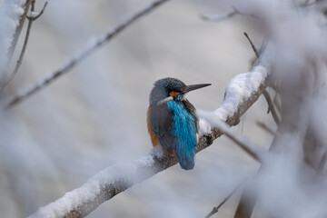 Eisvogel 