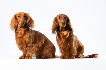 Two Dachshund dogs seen from the side sitting on a white background isolated looking at the camera
