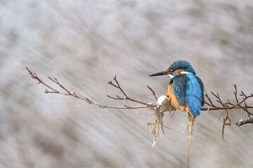 Eisvogel 