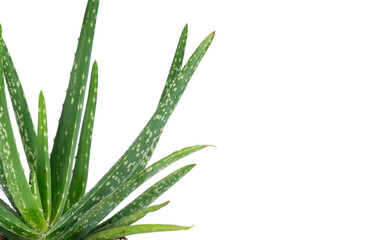 Aloe Vera on white background