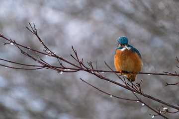 Eisvogel