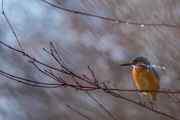 Eisvogel