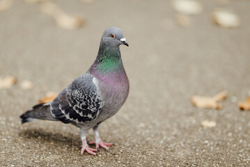 Pigeon on the streets of a town