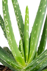 Aloe Vera on white background