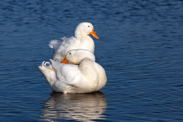 Domestic geese swim on the lake and clean their feathers.