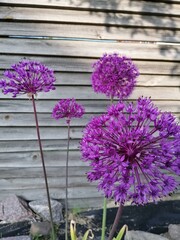 large purple blooming Allium Purple Sensation flowers on the background of a gray wooden fence in the summer garden. nature wallpaper