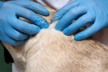 A professional vet doctor in gloves exam a dog wool, close up. Check up hair