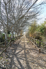 A walking trail through a parkland area