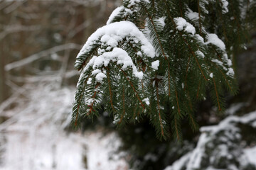 White snow lies on spruce branches in winter