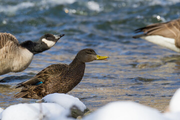 American Black Duck shaking the water droplets off after bathing in a shallow river. 