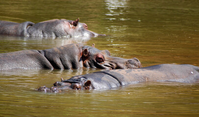 A few Amphibian Hippos in the water