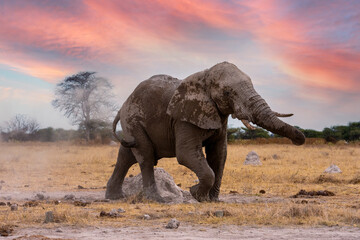 An adult African elephant bull having a dust bath with sand. Nxai Pan National Park, Botswana - Africa