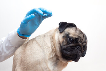 Scared of doctors. Cute scared pug dog puppy at medical checkup. emotional dog expresses fear, Veterinarian gloves