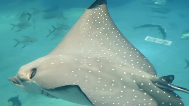 Osaka.Japan November 1.2019 A closer look of the white spots on the batoidea in Osaka Aquarium Kaiyukan in Japan swimming in the blue waters