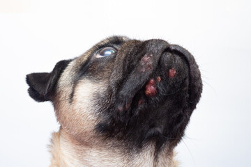 Portrait of a pug dog with red inflamed wounds on his face. Dog Allergy, Dermatitis, a fungal infection on skin face of a dog