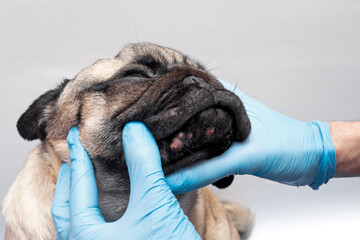 Veterinary doctor in medical gloves examines the dog head wounds. pug dog with red inflamed wounds...