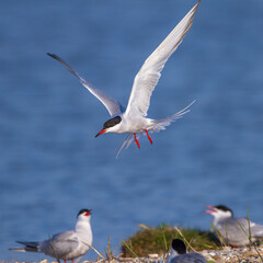 Flußseeschwalbe (Sterna hirundo)