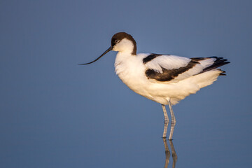 Säbelschnäbler (Recurvirostra avosetta)