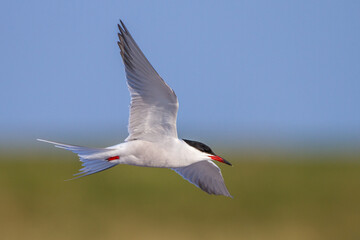 Flußseeschwalbe (Sterna hirundo)