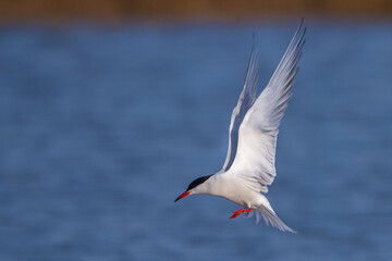 Flußseeschwalbe (Sterna hirundo)