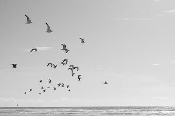 Migrate