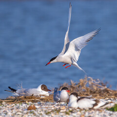 Flußseeschwalbe (Sterna hirundo)