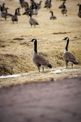 geese watching