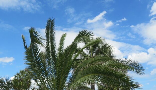 Beautiful palm tree top on blue sky background in Florida nature 