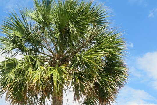 Beautiful palm tree top against blue sky in Florida beach